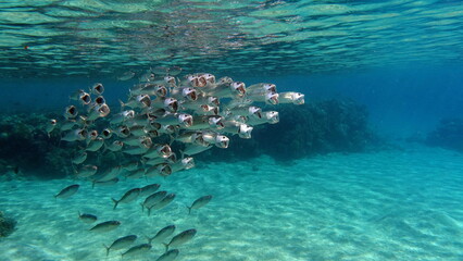 Colorful tropical fish on a coral reef, amazingly beautiful fairy world. In the coral gardens of the Red Sea.