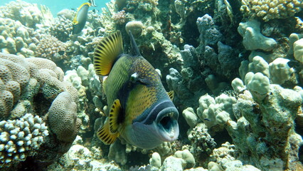 Titan fish (balistoides viridescens), and it is also sometimes called fish Trigger or blue-finned balisthod. Titan fish (balistoides viridescens), and it is also sometimes called fish .