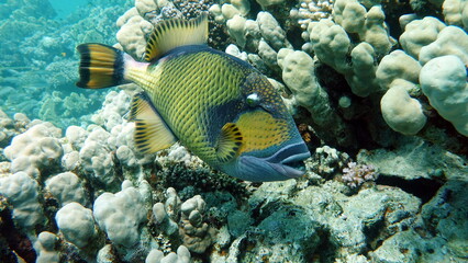 Titan fish (balistoides viridescens), and it is also sometimes called fish Trigger or blue-finned balisthod. Titan fish (balistoides viridescens), and it is also sometimes called fish .