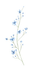Floral vintage twig with meadow dried blue flowers isolated on white background. Watercolor hand drawn illustration sketch