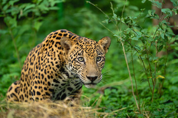 Portrait of a jaguar in the middle of a green undergrowth