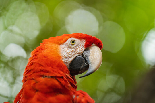 Portrait of a Scarlet Macaw 