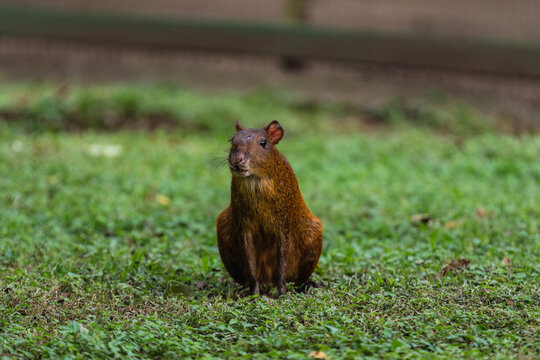 Portrait of a rodent in the pasture