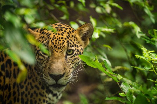 Portrait of a jaguar in the middle of a green undergrowth