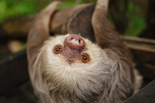 Portrait of a sloth bear 