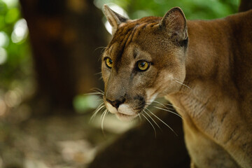 Portrait of a beautiful Puma 