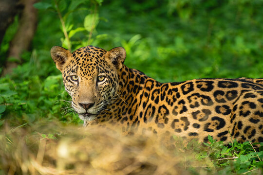 Portrait of a jaguar in the middle of a green undergrowth
