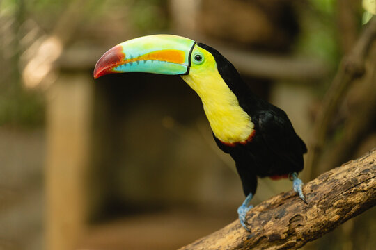 Portrait of a toucan 