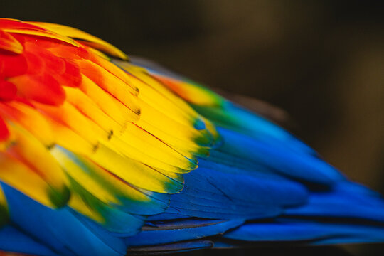 Close-up portrait of a macaw's wings 
