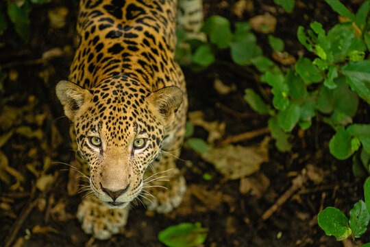 Portrait from above of a beautiful Jaguar