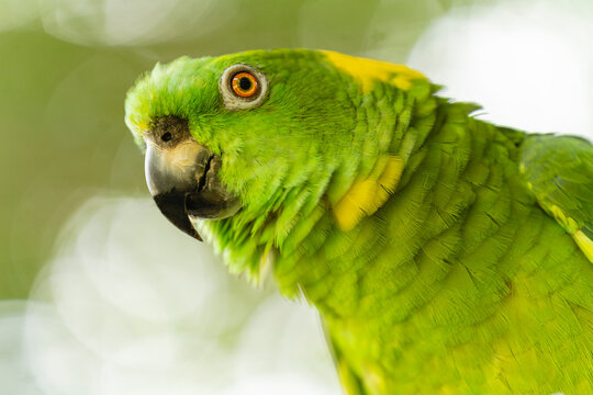 portrait of a green parrot