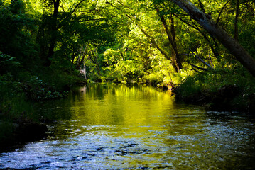 Obraz premium River in the Forest