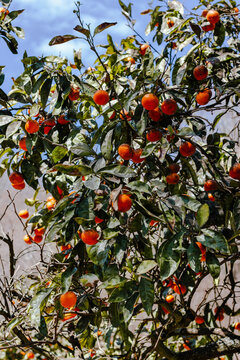 Clementine tree