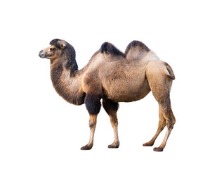 camel isolated on white background