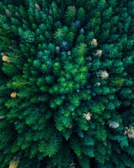 Vertical aerial view of green trees in a forest