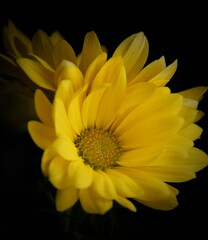 Yellow Daisy