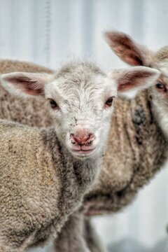 Vertical shot of a couple of cute baby sheep