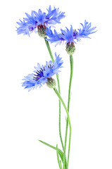 Centaurea - Wildflower of blue cornflower isolated on a white background. Bachelor button flower bouquet.