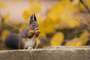 Close-up shot of a common squirrel veksha (Sciurus vulgaris) eating a nuts