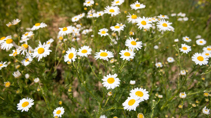 Wild daisy flowers growing on meadow, white chamomiles on green grass background. healing herbs