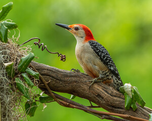 Red-bellied woodpecker 