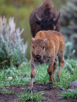 Rainy Buffalo Calf
