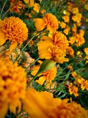 orange flowers in the garden