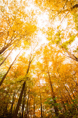 Fototapeta na wymiar sun rays in autumn forest