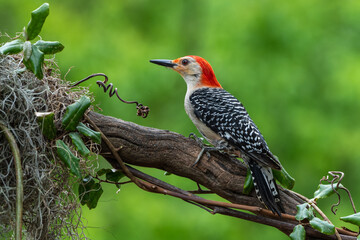 Red-bellied woodpecker 