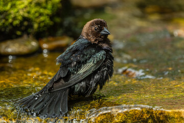 Brown-headed Cowbird Bathing