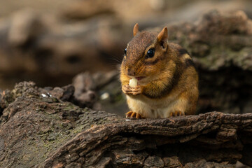 Chipmunk eating a peanut