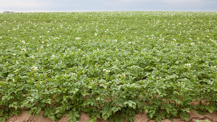 potato field with green plants. Close up of a potato field.