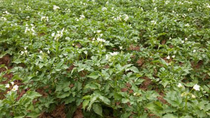 Fototapeta na wymiar potato plant. Blossoming of potato fields, potatoes plants with white flowers growing on farmers fiels