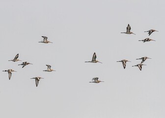 Flock of black-tailed godwit (Limosa limosa) flying against a gray sky