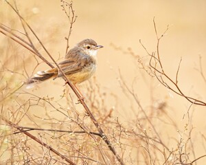 Closeup of a rufous-fronted prinia (Prinia buchanani) on a stem of a branch on blurred background