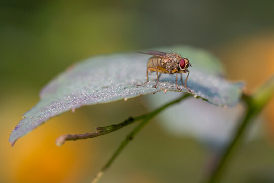 Profile of house fly on a dew covered leaf