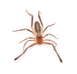Wind scorpion camel spider sun scorpion - Ammotrechella stimpsoni - is a species of curve faced solpugid in the family Ammotrechidae, isolated on white background top dorsal view