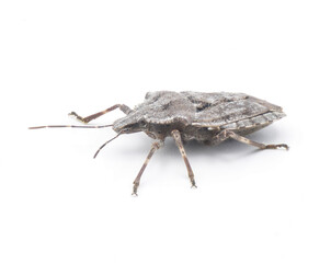 grey rough or four humped stink bug - Brochymena arborea - side front view isolated on white background.  serious pest for farmers and crops.  extreme high detail great view of open pores