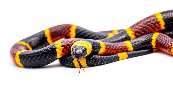Venomous Eastern coral snake - Micrurus fulvius - close up macro of head, eyes, tongue and pattern.  Side view with great scale detail isolated on white background. Head forward, tongue out and down