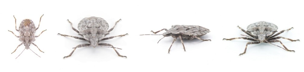 grey rough or four humped stink bug - Brochymena arborea - four views isolated on white background....