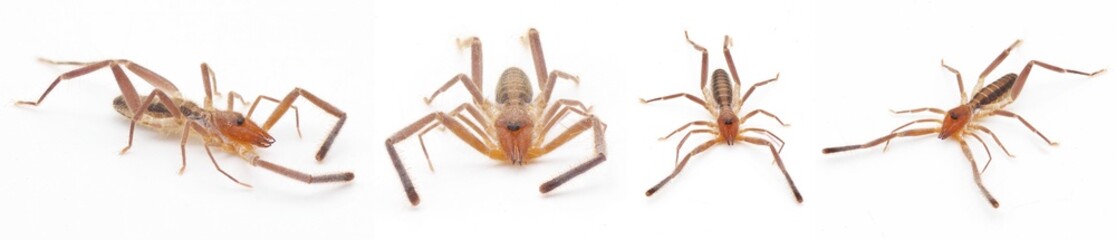 Wind scorpion camel spider sun scorpion - Ammotrechella stimpsoni - is a species of curve faced solpugid in the family Ammotrechidae, isolated on white background four views
