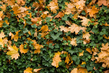 Colourful pattern of organge maple leaves and green ivy in autum