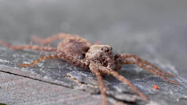 Wolf Spider Sp. Pardosa