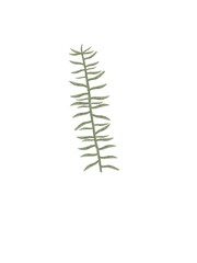 Lavender herb plant fern isolated on white