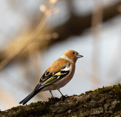 Fringílla coélebs chaffinch