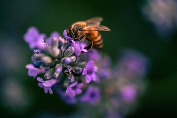 Bee sipping nectar from purple flower