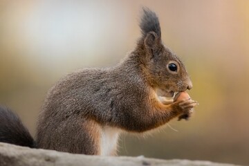 Naklejka na ściany i meble Closeup shot of a small squirrel.