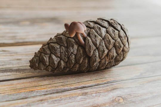 Closeup shot of a strobilurus tenacellus mushroom, commonly known as the pinecone cap