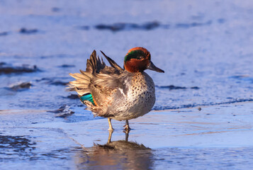 A pretty Green Winged Teal ruffling its colorful feathers while wading in an icy pond in Wintertime.