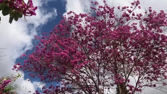 Tabebuia Ant tree in pink. Spring flowering. The most beautiful trees on the planet. Trumpet tree